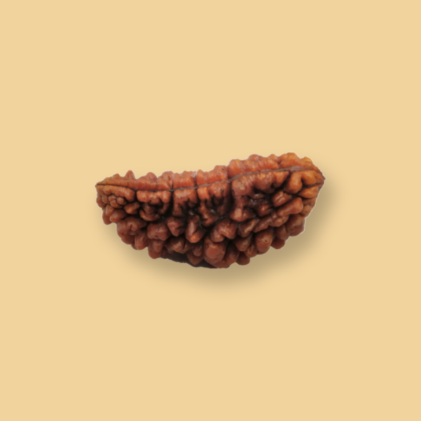 1 Mukhi Rudraksha