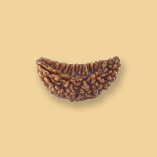 Original 1 Mukhi Rudraksha - Image 3