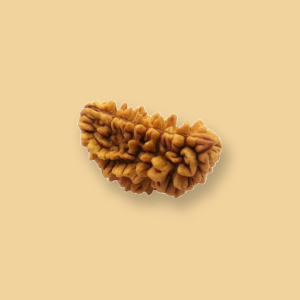 1 Mukhi Rudraksha