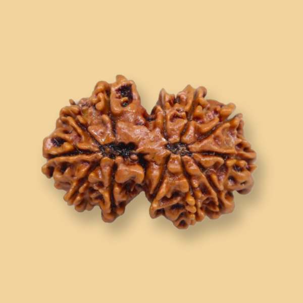Gauri Shankar Rudraksha