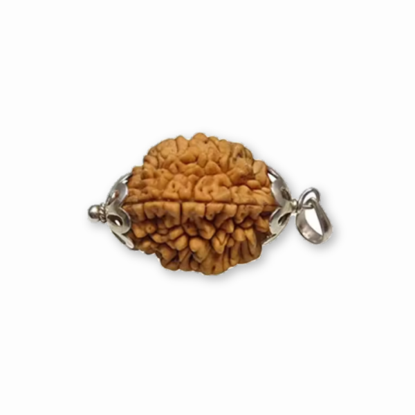 2 mukhi rudraksha