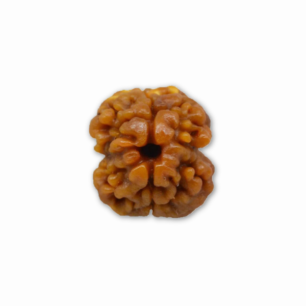 2 mukhi rudraksha