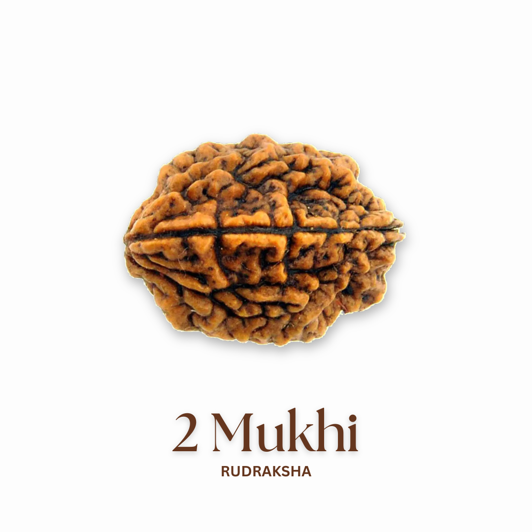 Original 2 mukhi rudraksha