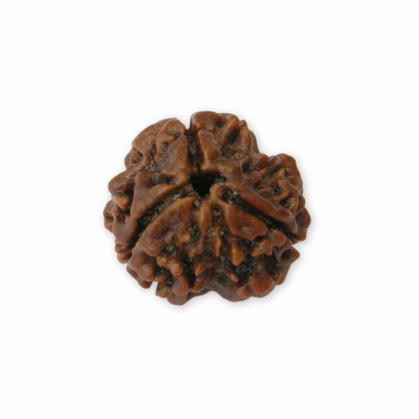 3 Mukhi Rudraksha