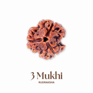 Original 3 Mukhi Rudraksha