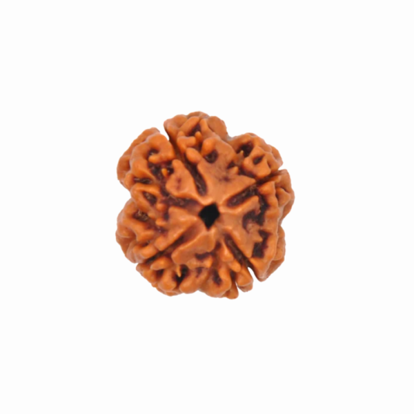 4 Mukhi Rudraksha