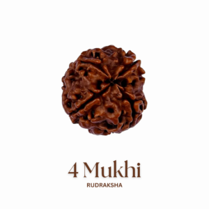 Original 4 Mukhi Rudraksha