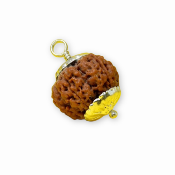 5 mukhi rudraksha