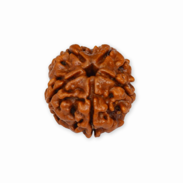 5 mukhi rudraksha