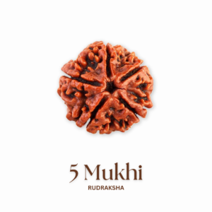 Original 5 mukhi rudraksha