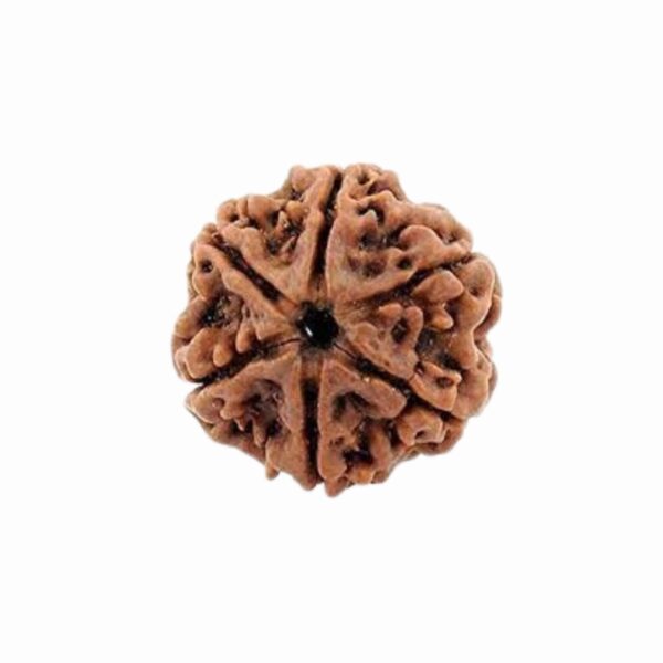 Original 6 Mukhi Rudraksha