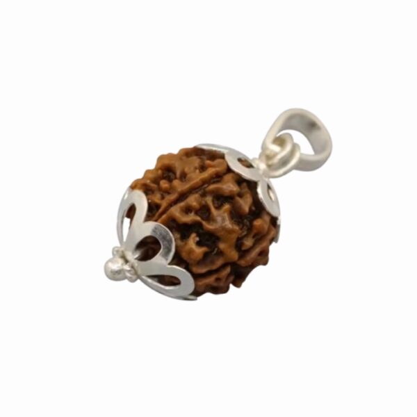 Original 6 Mukhi Rudraksha