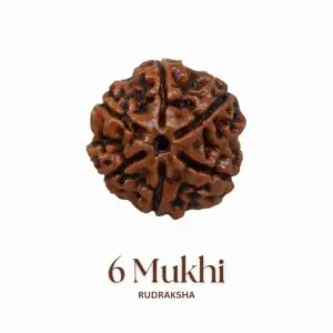 Original 6 Mukhi Rudraksha