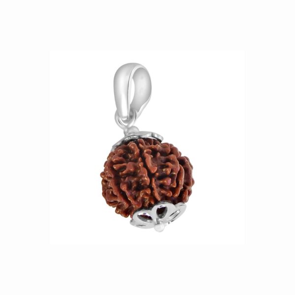 Original 7 Mukhi Rudraksha