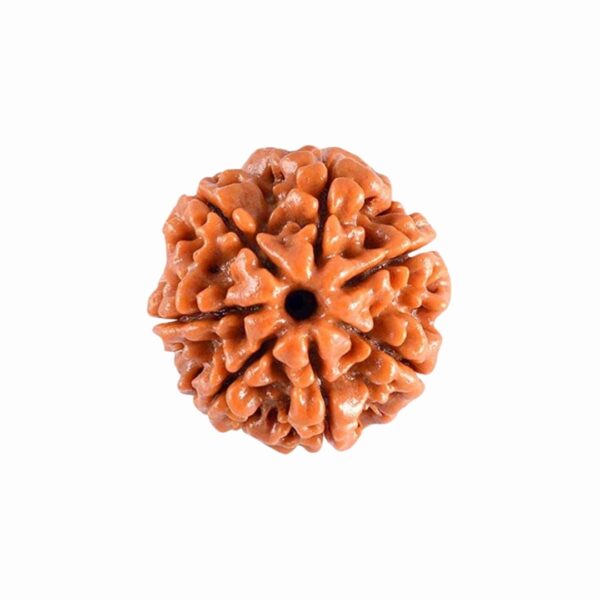 Original 7 Mukhi Rudraksha