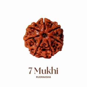 Original 7 Mukhi Rudraksha