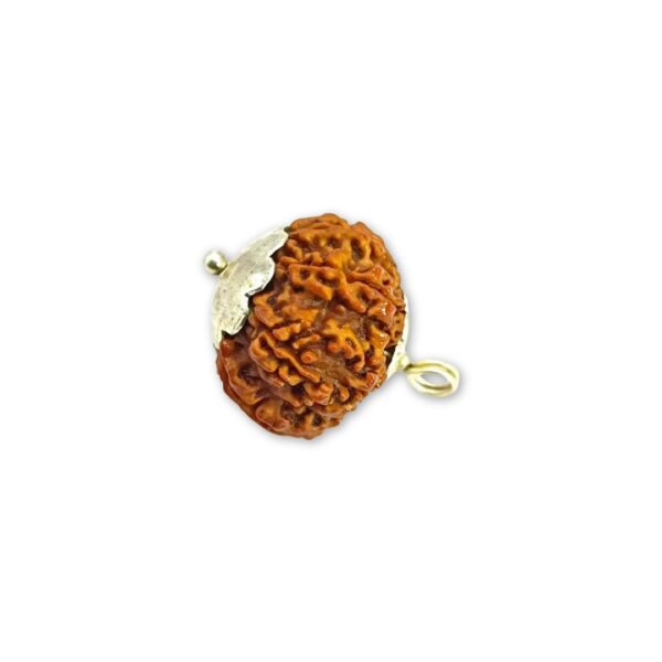 Original 10 Mukhi Rudraksha