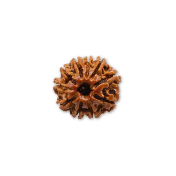 Original 10 Mukhi Rudraksha