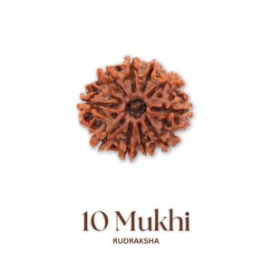 Original 10 Mukhi Rudraksha