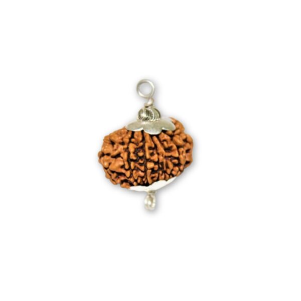 Original 11 Mukhi Rudraksha