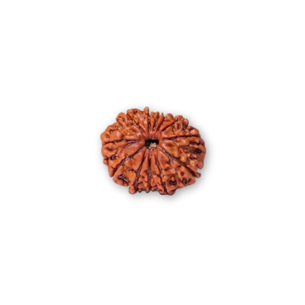 Original 11 Mukhi Rudraksha