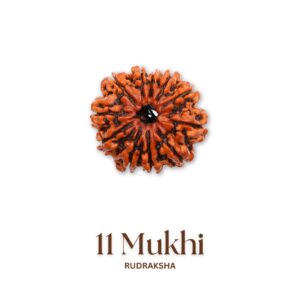 Original 11 Mukhi Rudraksha