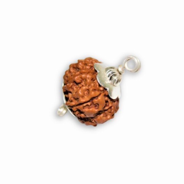 Original 8 Mukhi Rudraksha
