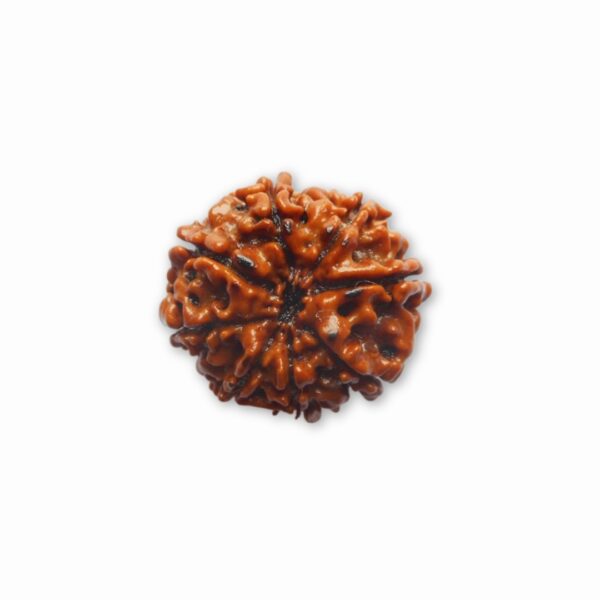 Original 8 Mukhi Rudraksha