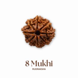 Original 8 Mukhi Rudraksha