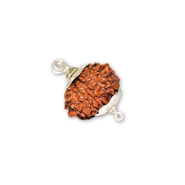 Original 9 Mukhi Rudraksha