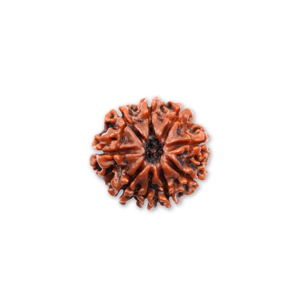 Original 9 Mukhi Rudraksha