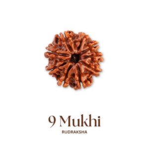 Original 9 Mukhi Rudraksha